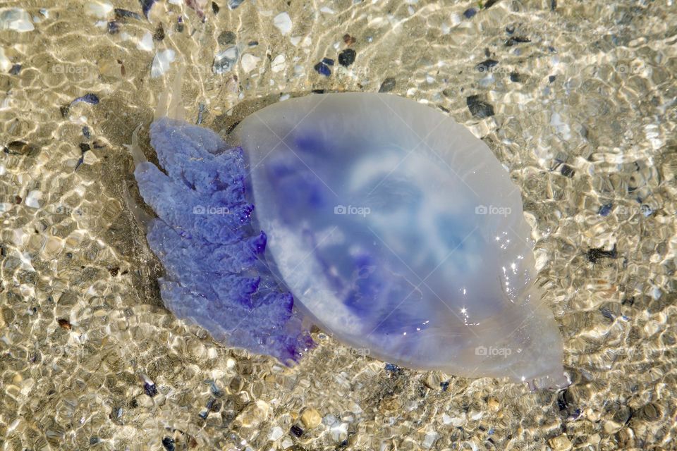 Медуза плавающая в прозрачной воде создавая великолепное зрелище, полное грации и красоты