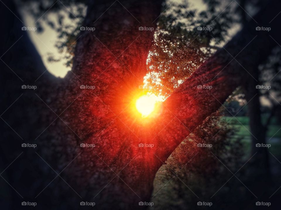 A blazing sunset thru a tree