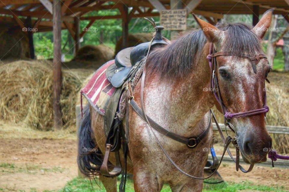 An up close picture of a horse