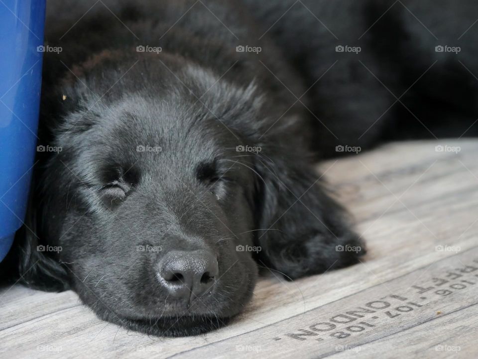 Hovawart whelp pup nap