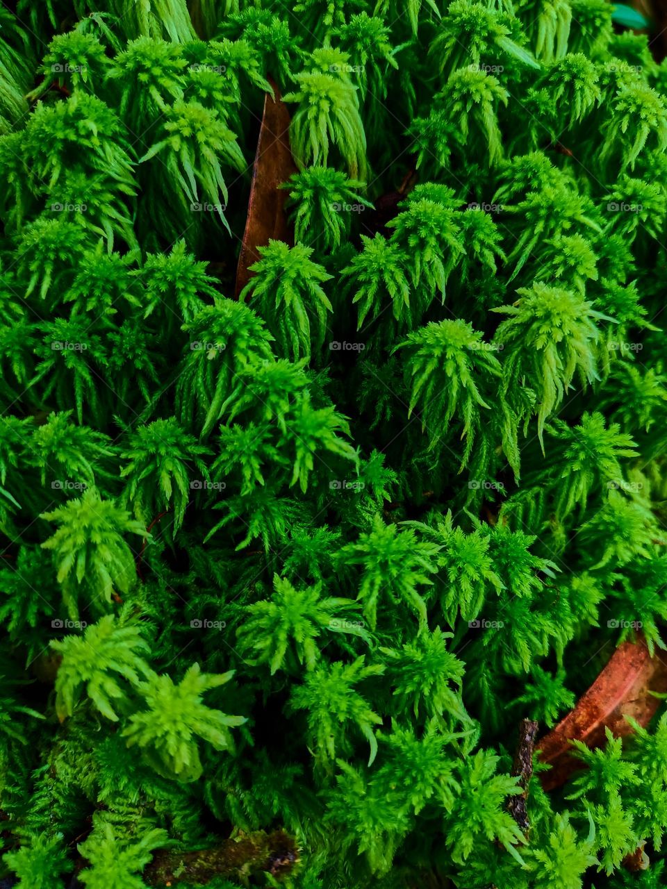 Close up of the peat moss (Sphagnum palustre), green moss Sphagnum