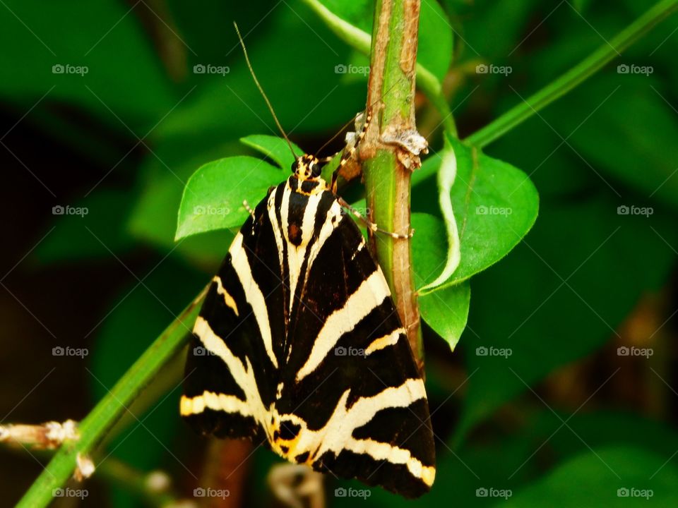 Jersey tiger having a rest