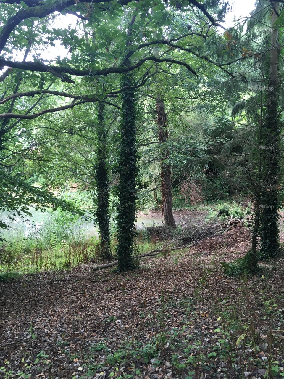 Forest, University of Exeter