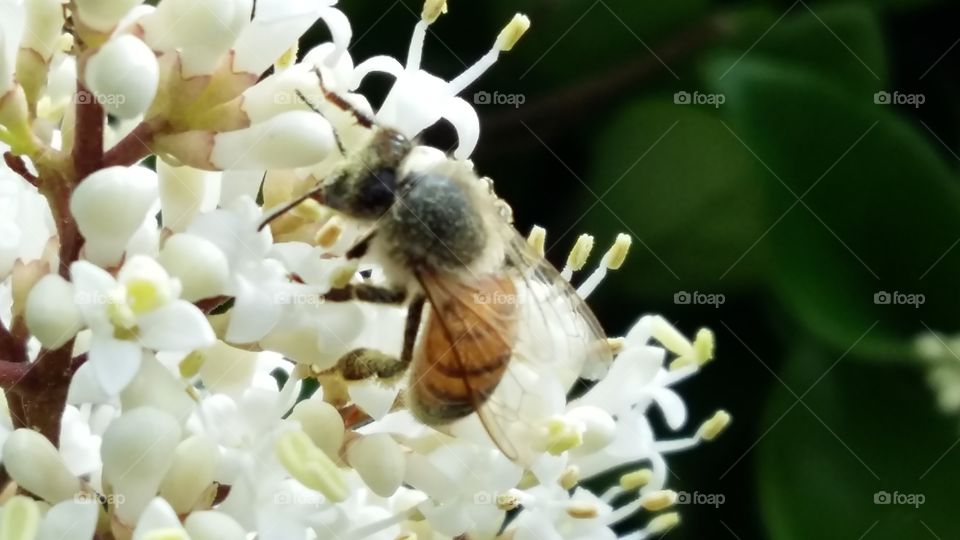 Bee working on white flowers
