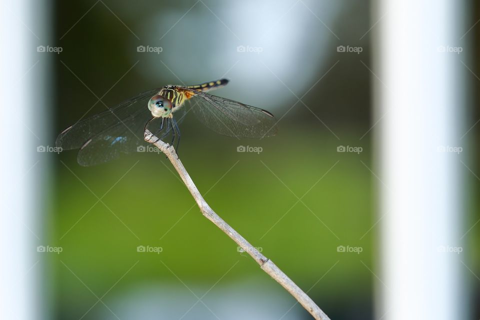 Dragon fly on a twig trying to relax from this Florida summer heat