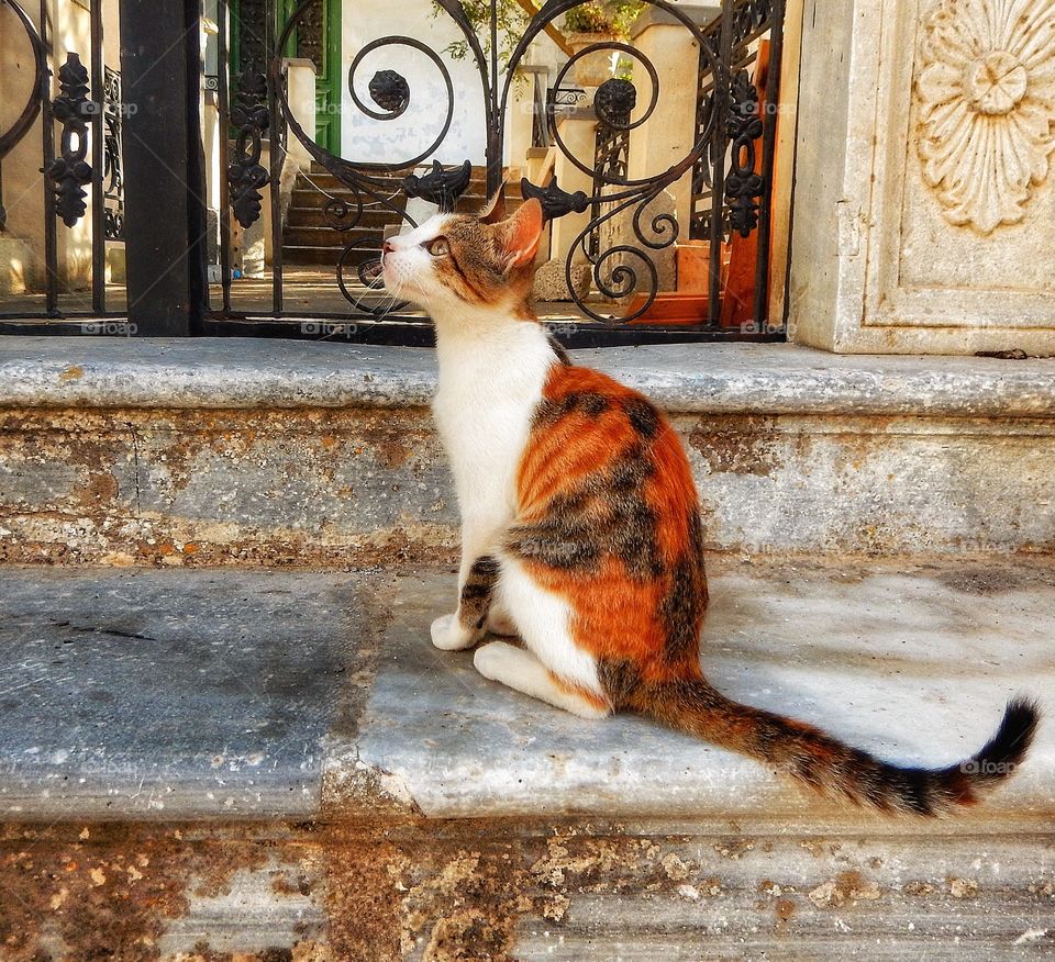Cat sitting on staircase