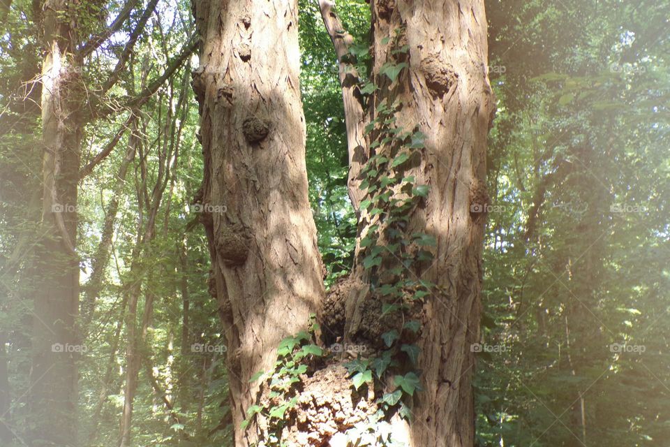 Double thickness ... multi layers