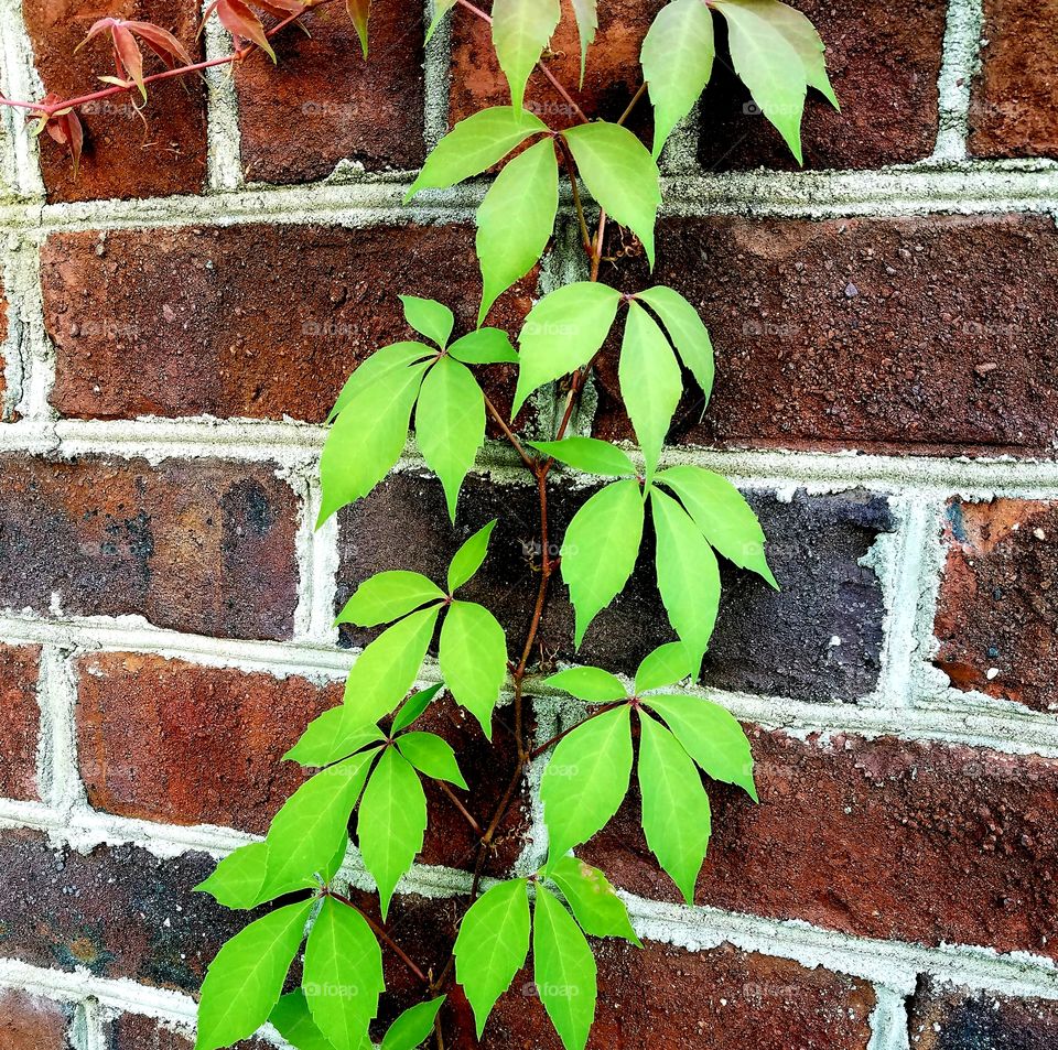 vine climbing up brick