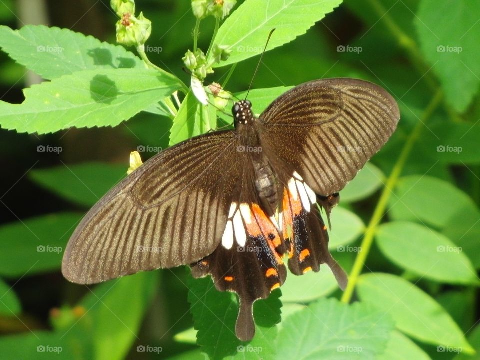 Dark butterfly