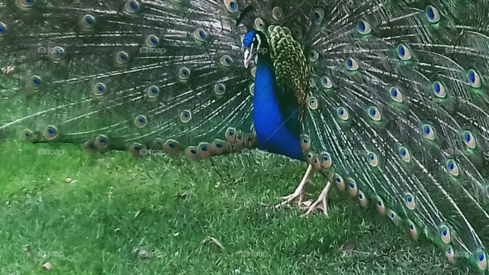 Peacock 3