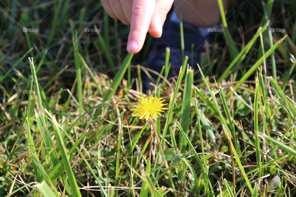 The Dandelion 