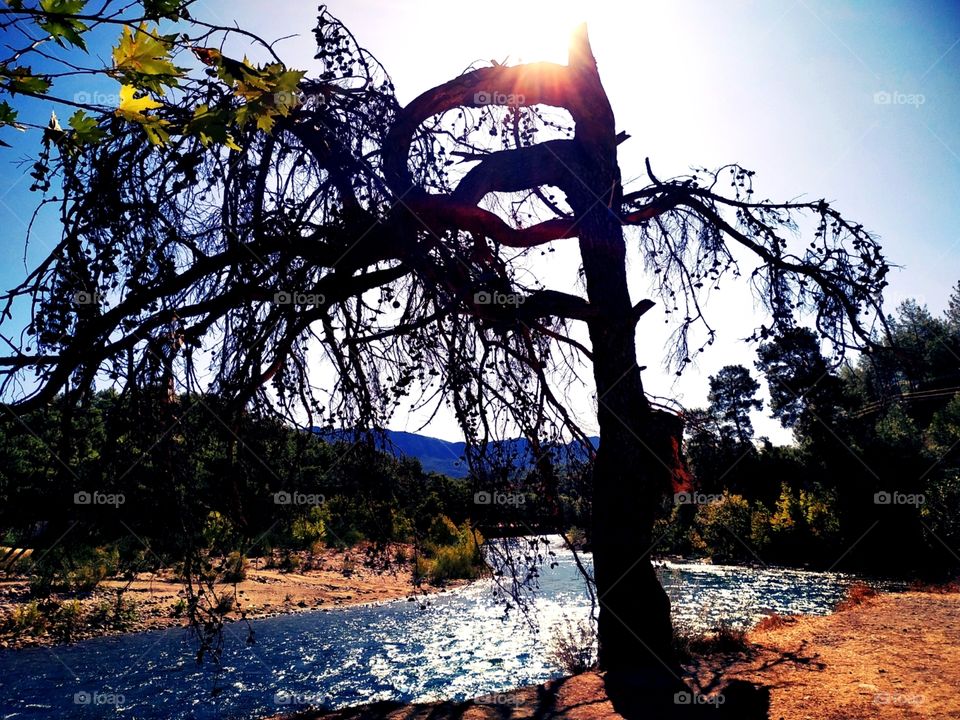 A beautiful tree with a lot of branches with interesting style. With sunlight on top of tree, river next to the tree, mountains and nature behind.