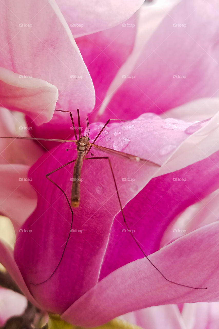 Bug on a Winter-Spring Bloom
