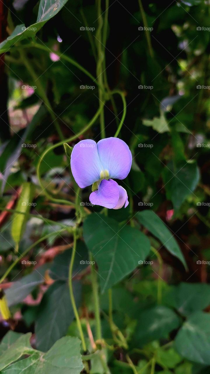 this is a picture of long bean flowers a month into long beans, the flowers are a combination of purple and white