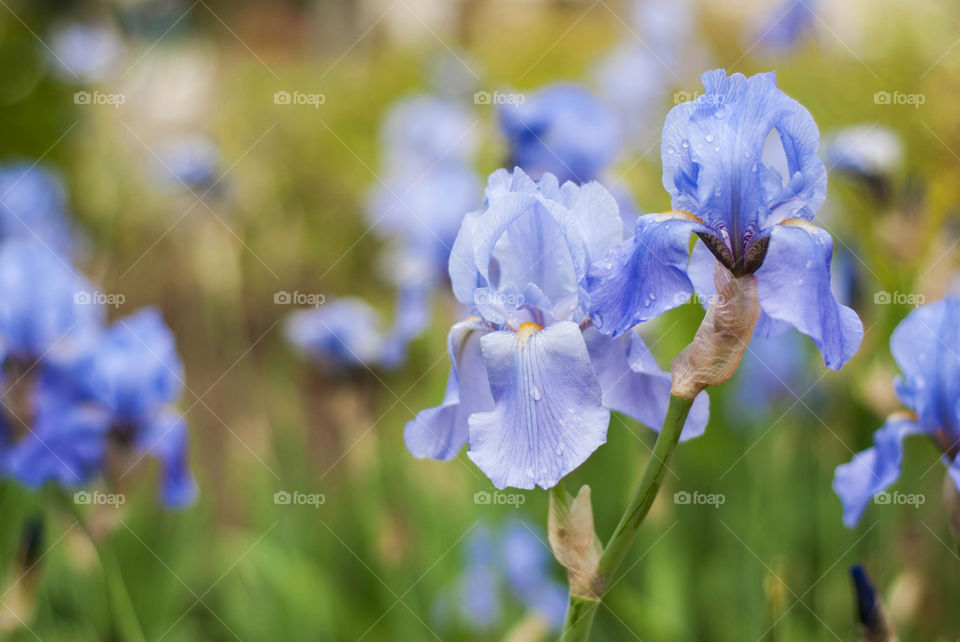 Blue iris flowers in bloom.