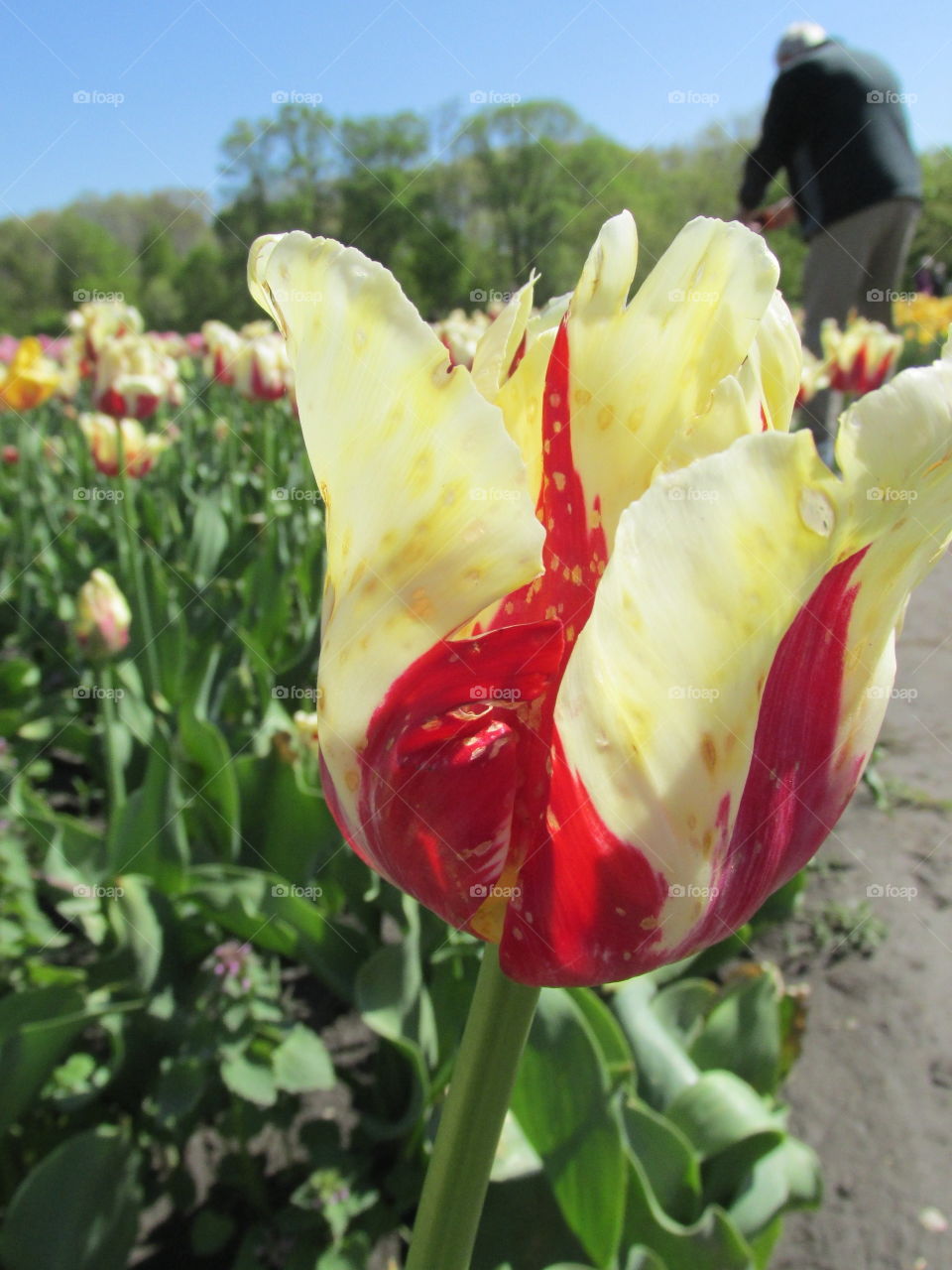 Tulip, Nature, Flower, No Person, Summer