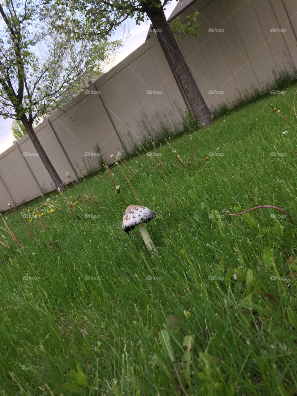 A Wild Mushroom in my Backyard. A Diagonal Perspective. 