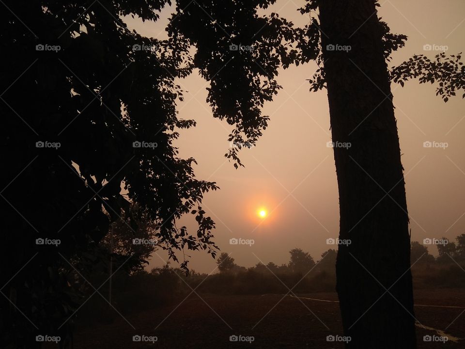 Sunset, Dawn, Tree, Silhouette, Landscape