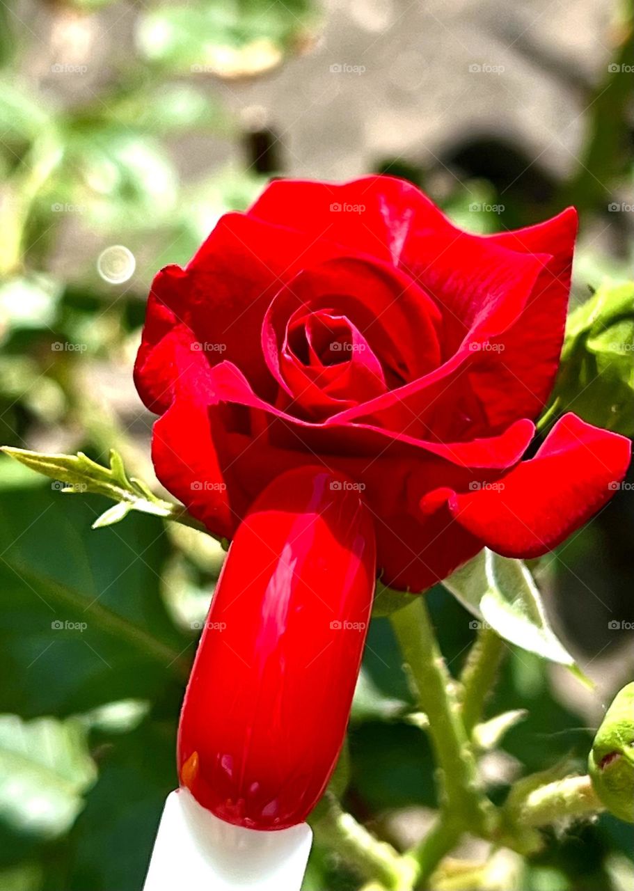 Incredibly beautiful red gel polish color