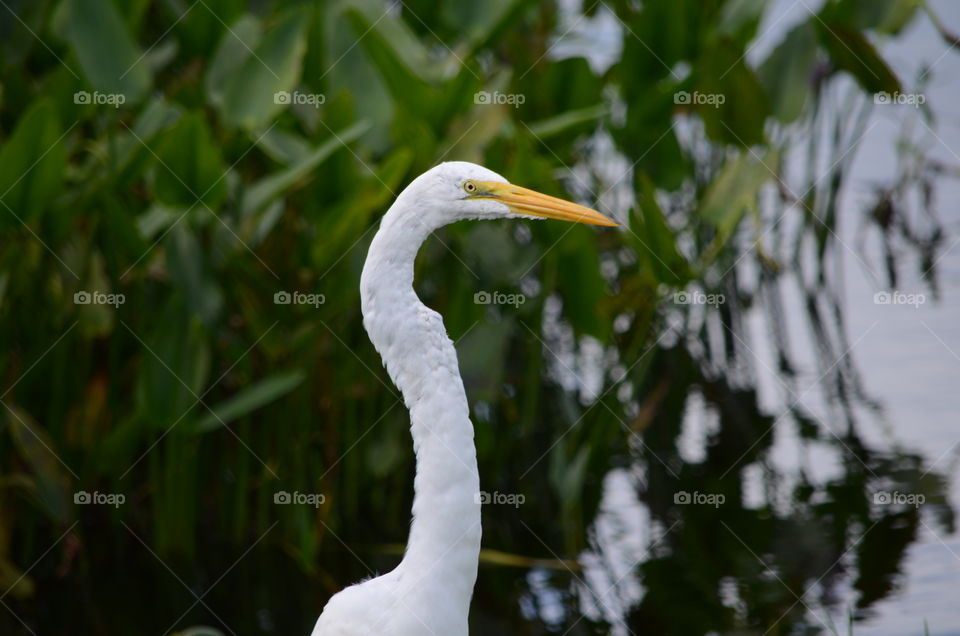 Egret