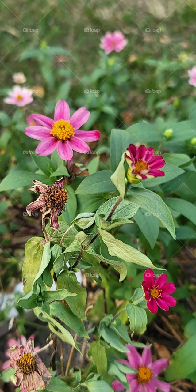 Youth-and-old-age.Zinnia angustifolia Kunth