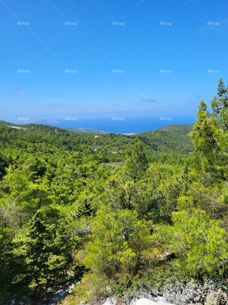 forest in Rhodes island