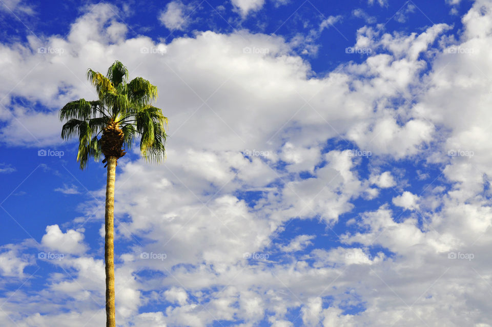 Palm tree and beautiful blue and cloudy sky in Palm Springs California. 