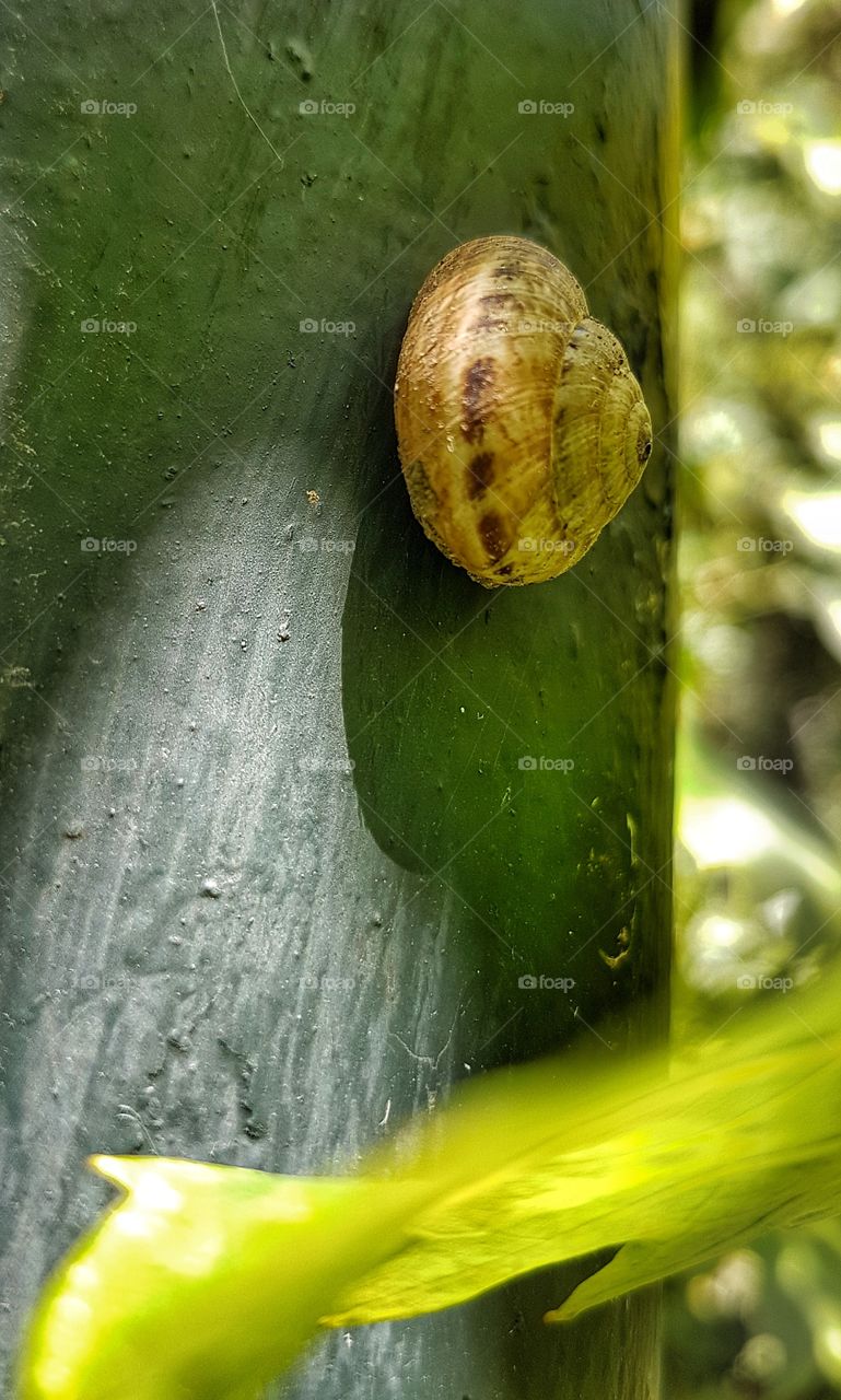 Little snail.