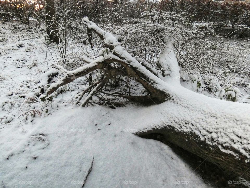 Tree roots in snow