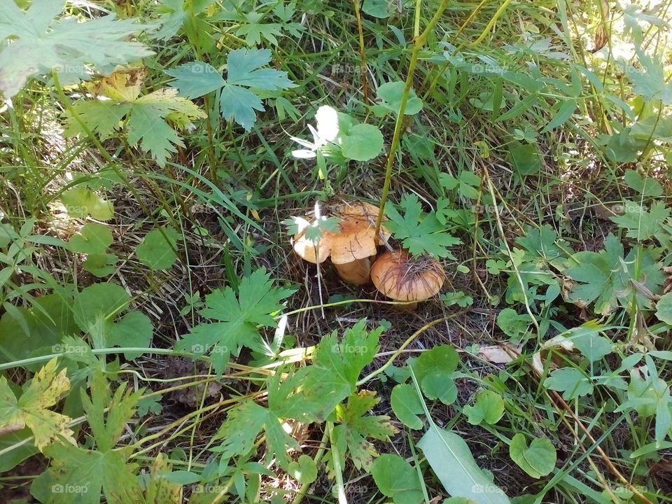 Mushroom season.