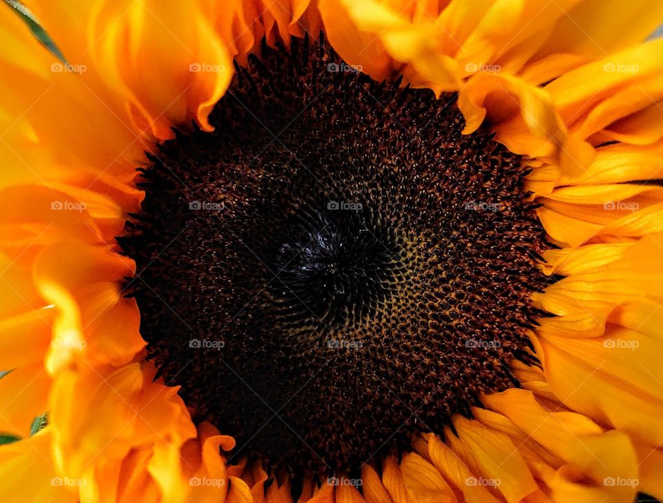 Sunflower 🌻 Yellow and black 💛🖤