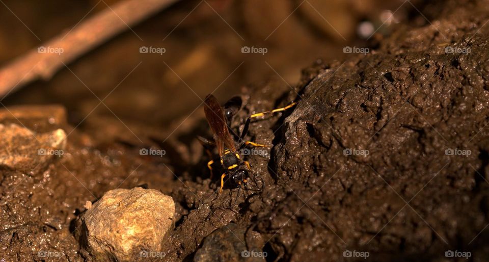 A mud dauber is a wasp that builds its nests out of dirt,creating small structures where it holds its eggs.
