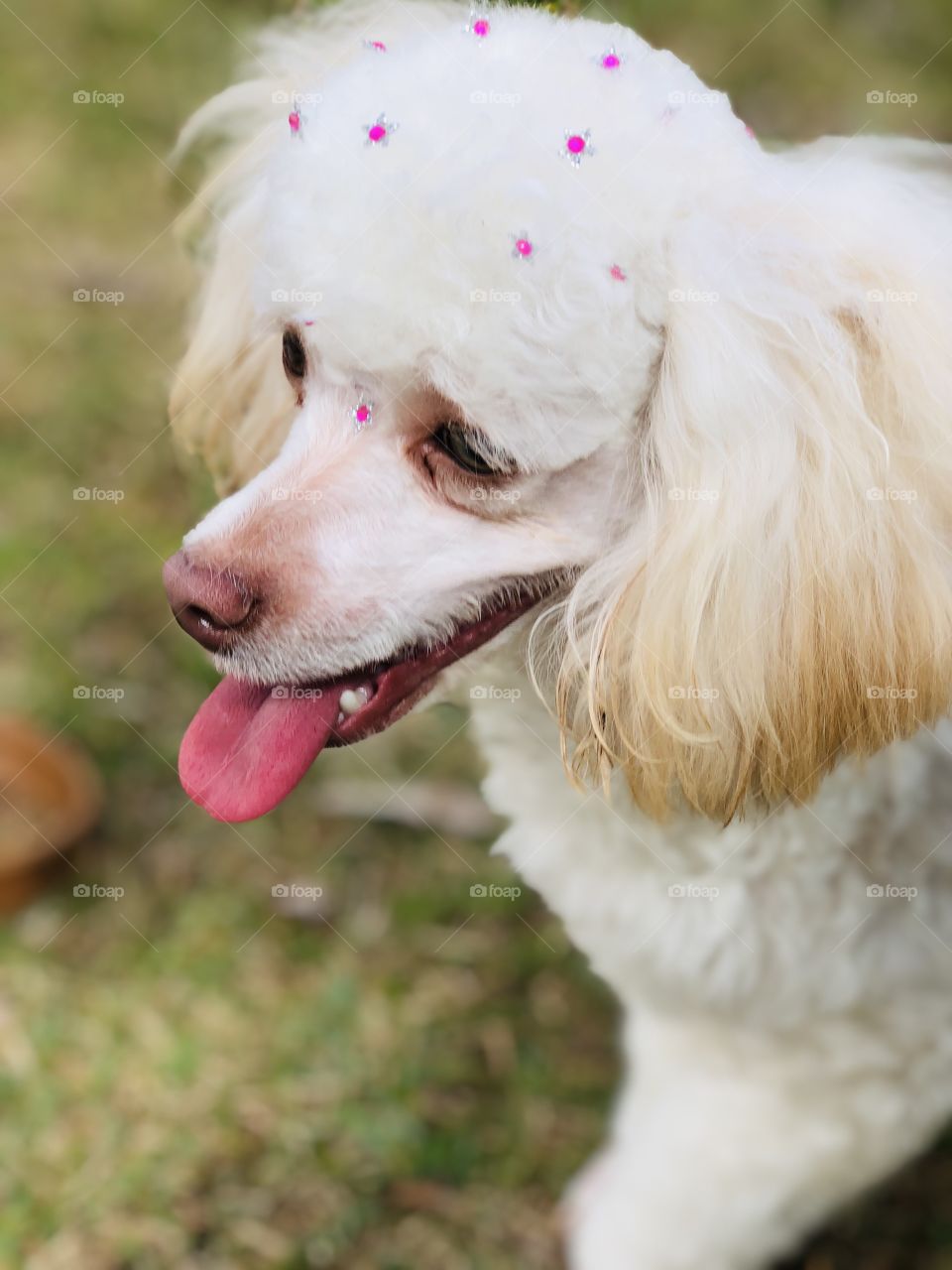 Maylla passeando no parque 