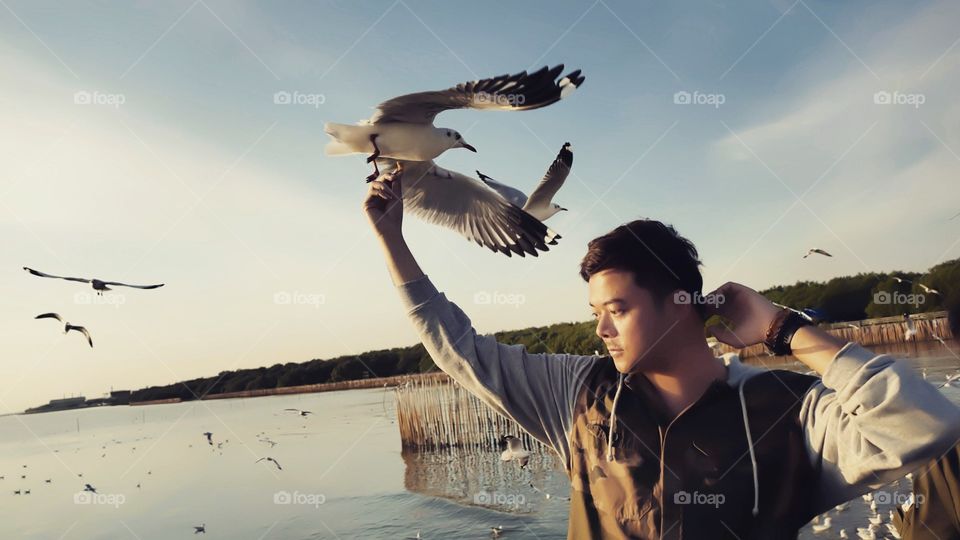 seagull feed