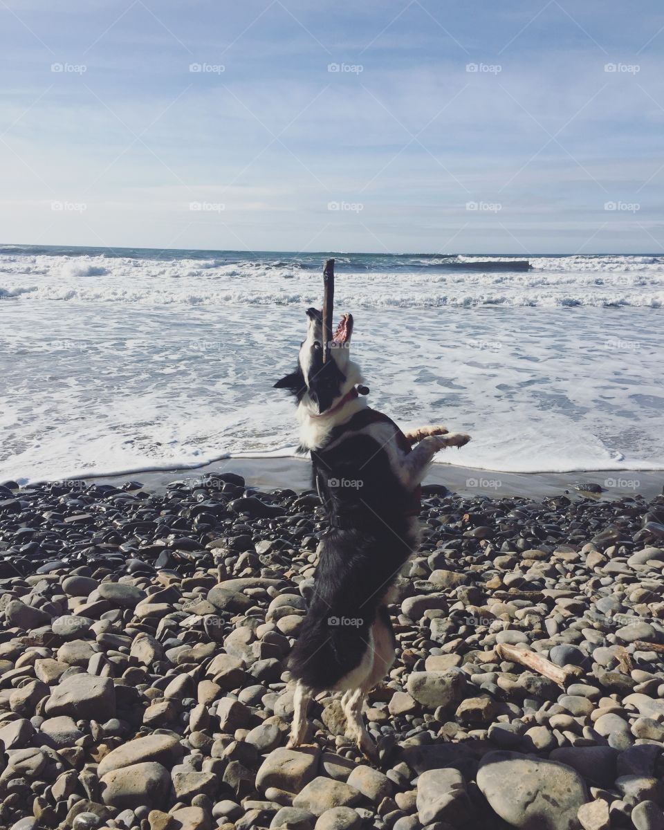 Fetch at the beach