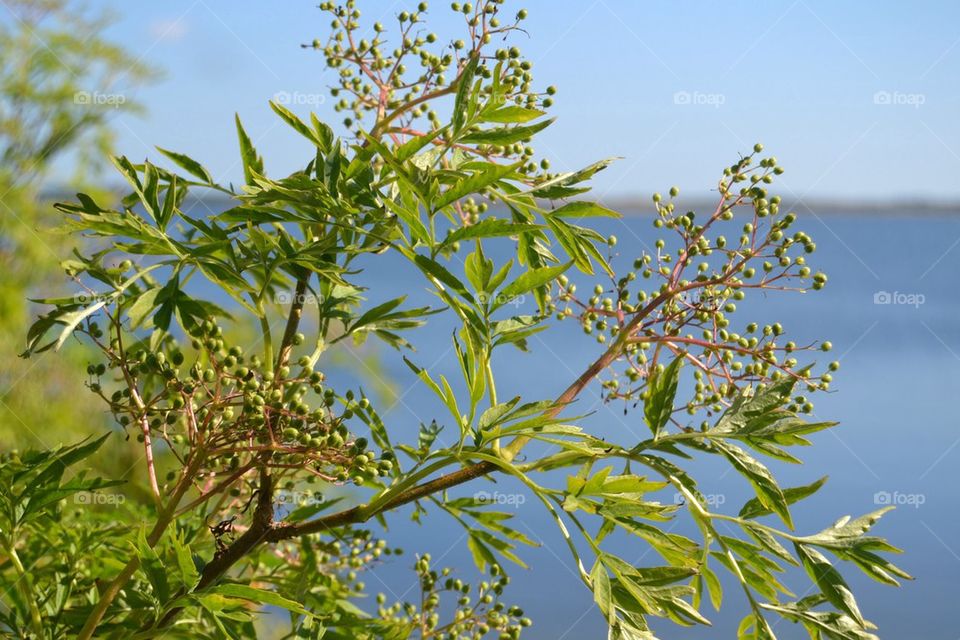 ocean sky tree berries by anetteaventyr