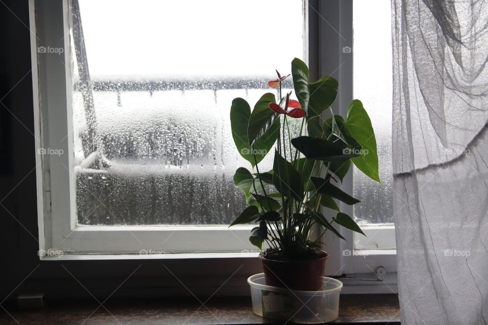 A plant near the window