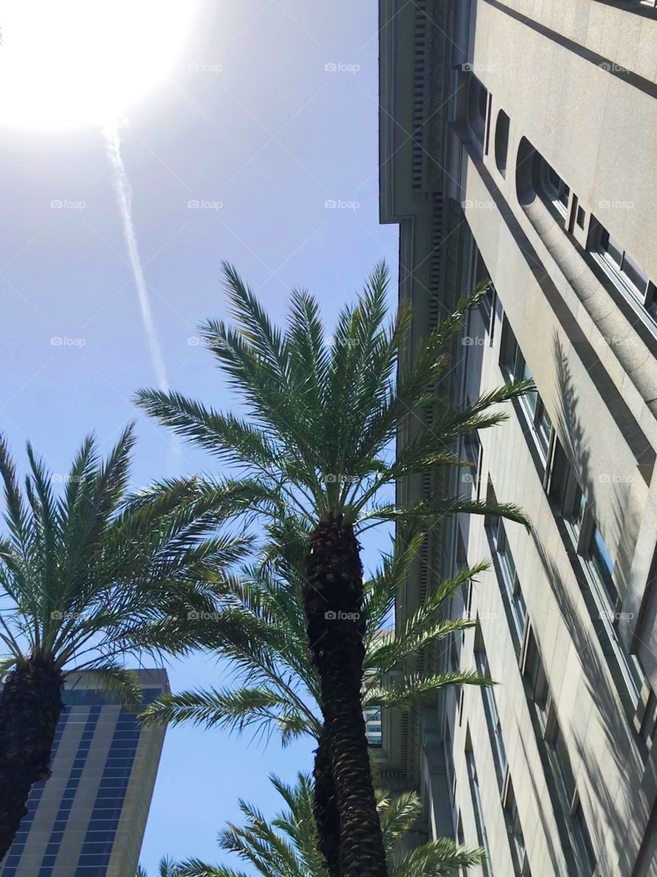 Palms on Canal Street in New Orleans