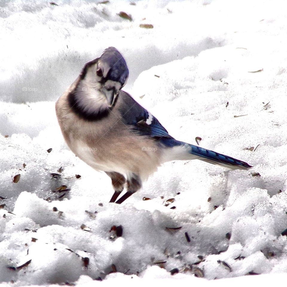 Blue jay looking forward to breakfast 