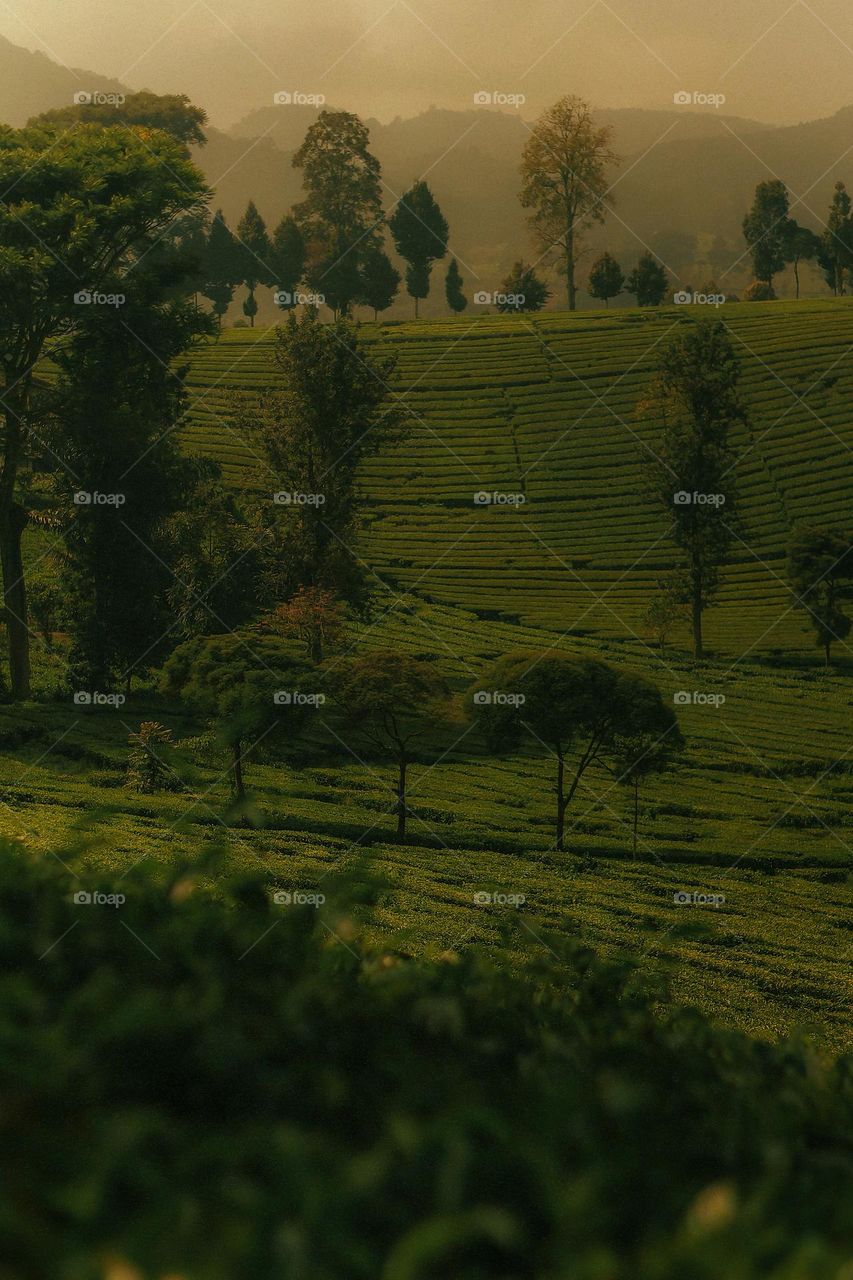 the trees in the tea garden
