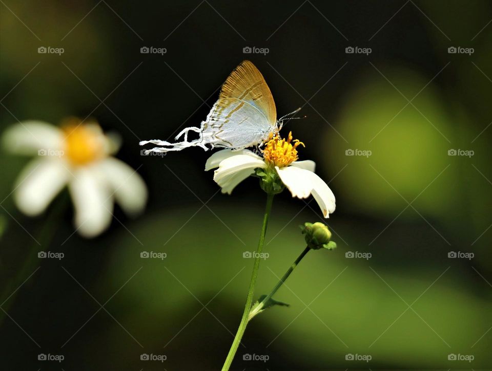 Beautiful and cute butterfly