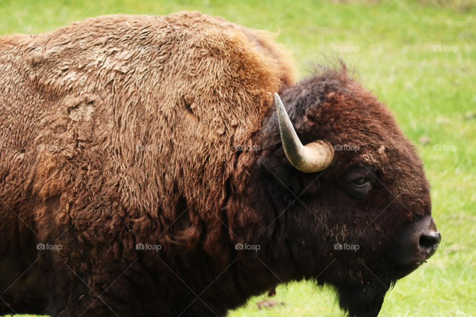 Great American Bison