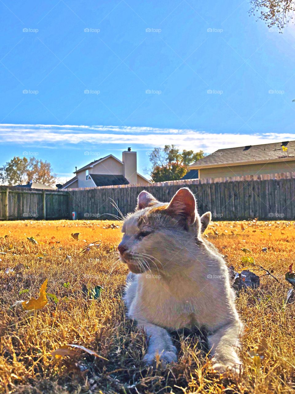 Sweetie in the autumn season