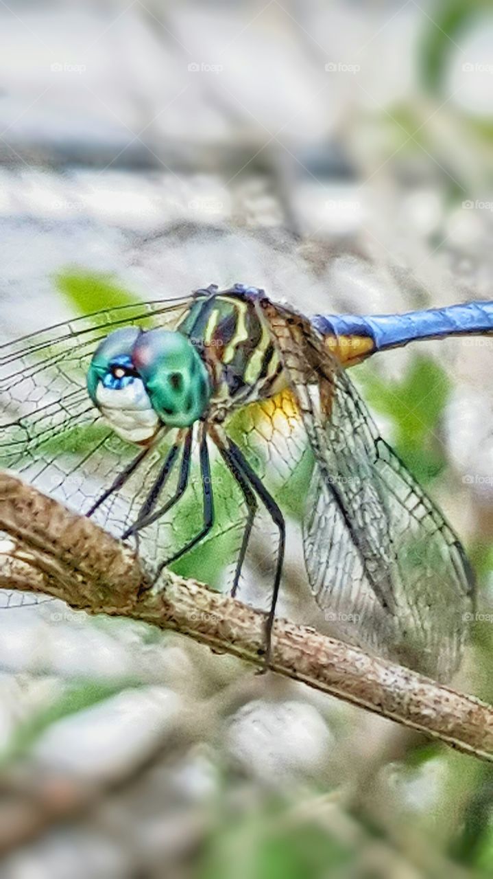 dragonfly perched on stem