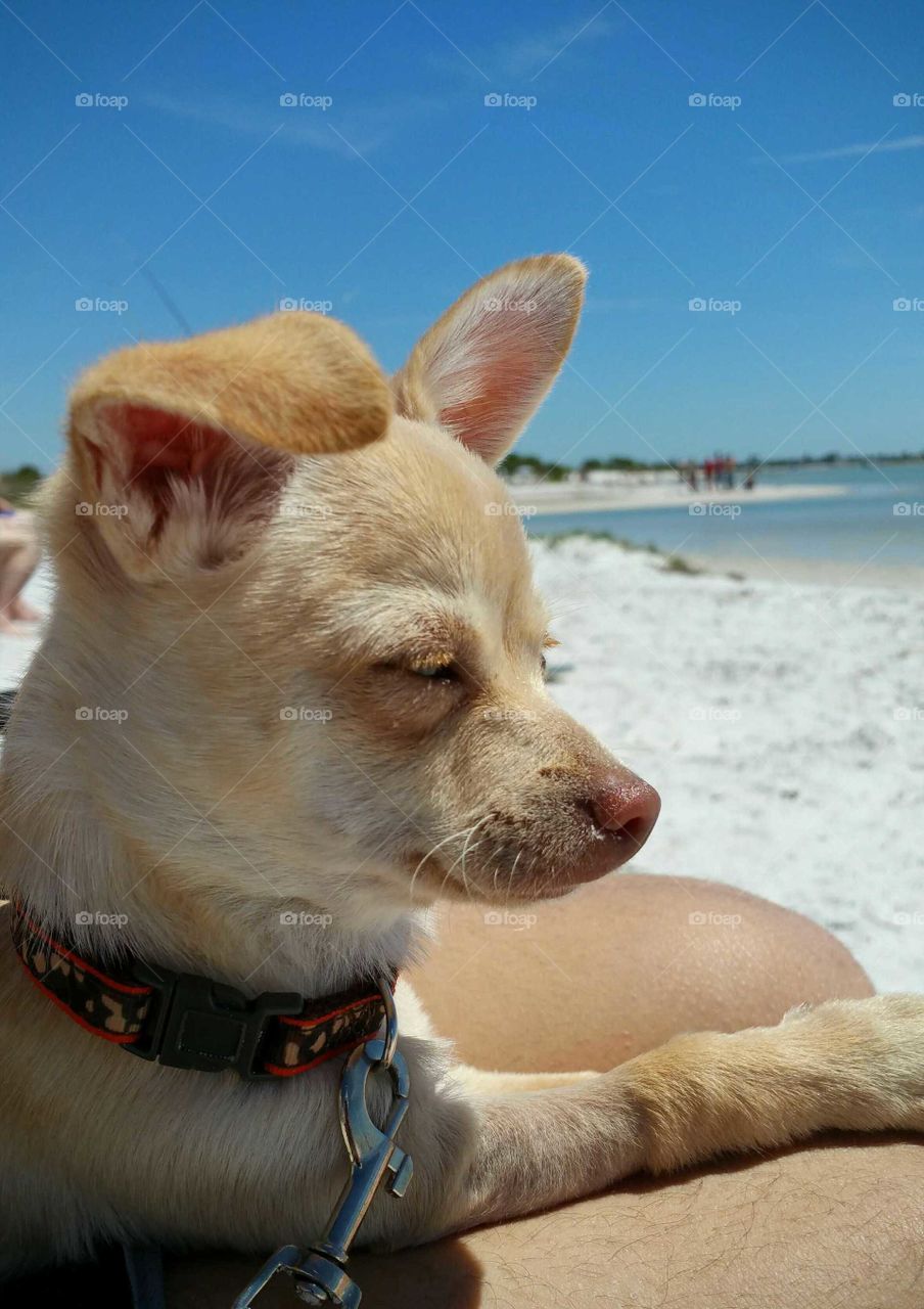 Beach Pup