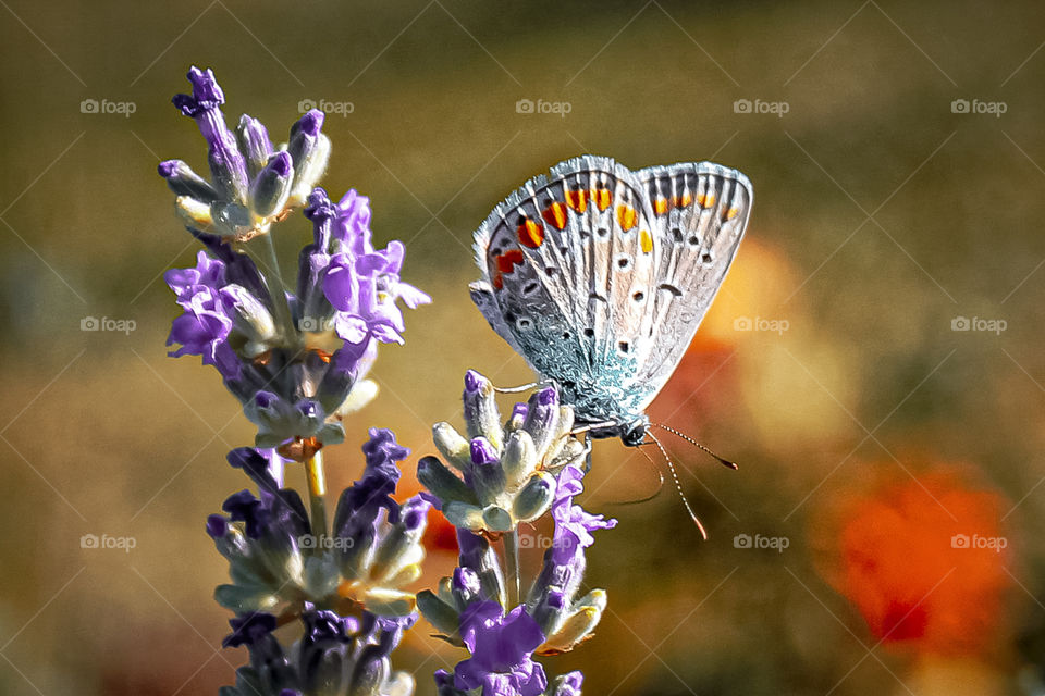 Spring butterfly