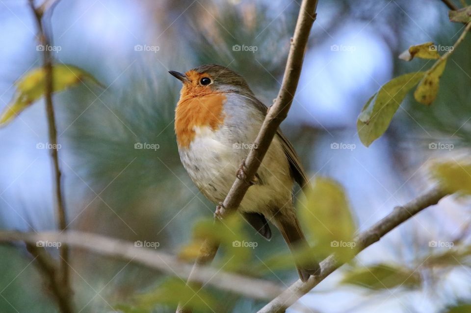 Robin my little friend;)