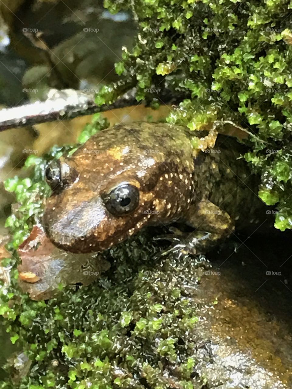 Salamander in Smoky Mountains National Park, USA