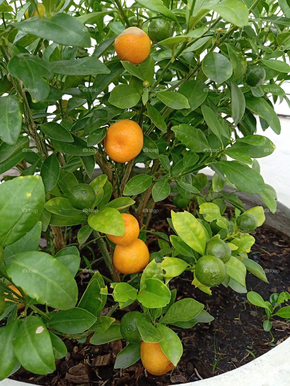 Orange tree