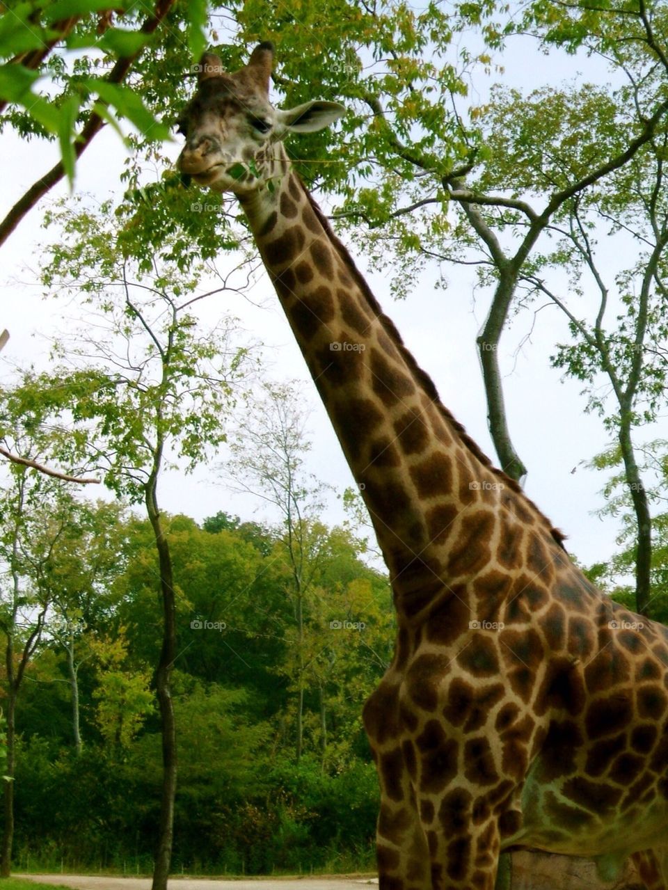 Giraffe
